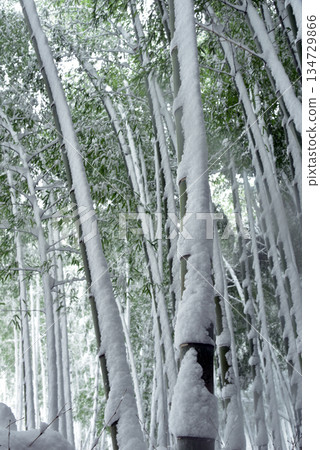 白雪覆蓋的竹林 134729866