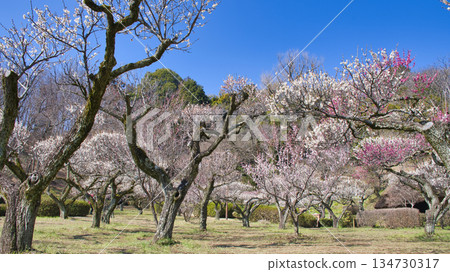 【町田市】藥師池公園梅花盛開 134730317