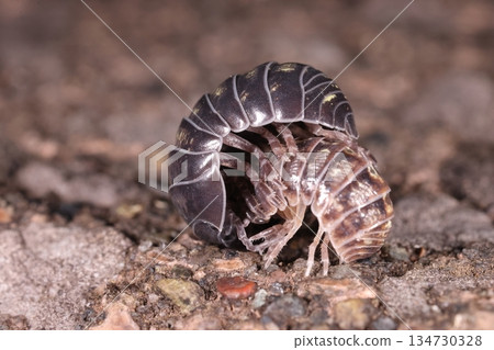 Living creatures - Crustaceans - Pill bugs are familiar insects, but they are native to Europe. They have seven pairs of legs, or fourteen. Living creatures - Crustaceans - Pill bugs are familiar insects, but they are native to Europe. They have seven pairs of legs, or fourteen. 134730328
