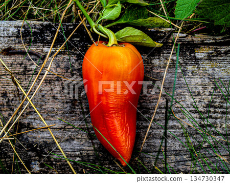 Red bell pepper on a crafting grunge background. Red bell pepper on a crafting grunge background. 134730347
