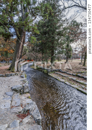 冬季的賀茂分雷神社(上賀茂神社),橡樹溪 冬季的賀茂分雷神社(上賀茂神社),橡樹溪 134730477