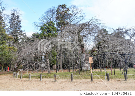 冬季賀茂與雷神社(上賀茂神社)的御所櫻花 冬季賀茂與雷神社(上賀茂神社)的御所櫻花 134730481