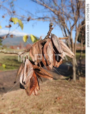 以煎葉託中茶而聞名的“託中”果實 以煎葉託中茶而聞名的“託中”果實 134730676
