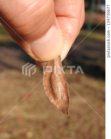 以煎葉託中茶而聞名的“託中”果實 134730677