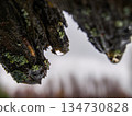 Raindrops on the bark of an old tree. Selective focus. Weather. 134730828