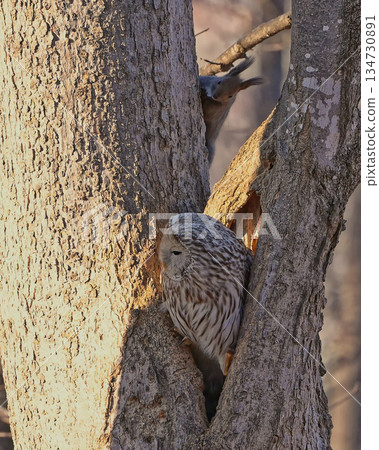 野生鳥類，北海道貓頭鷹，野生動物，北海道松鼠 134730891
