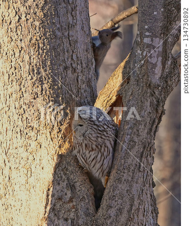 野生鳥類，北海道貓頭鷹，野生動物，北海道松鼠 134730892