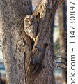 野生鳥類，北海道貓頭鷹，野生動物，北海道松鼠 134730897