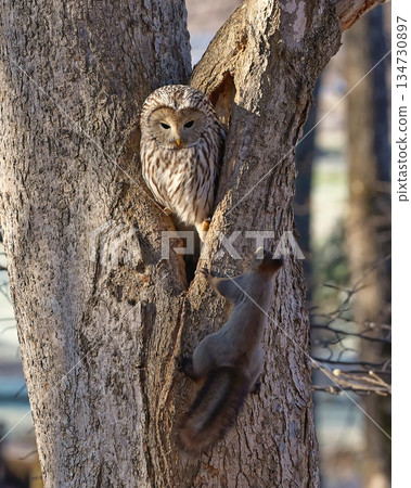 野生鳥類,北海道貓頭鷹,野生動物,北海道松鼠 野生鳥類,北海道貓頭鷹,野生動物,北海道松鼠 134730897