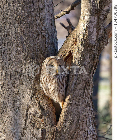野生鳥類，北海道貓頭鷹，野生動物，北海道松鼠 134730898