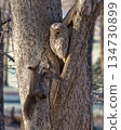 野生鳥類，北海道貓頭鷹，野生動物，北海道松鼠 134730899