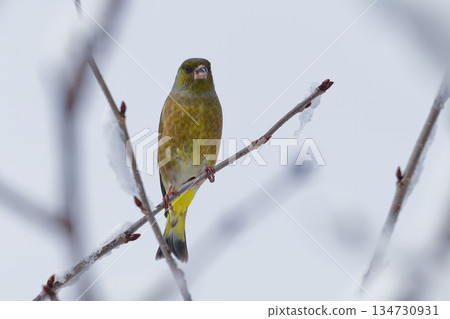 野鳥Kawarahiwa 野鳥Kawarahiwa 134730931