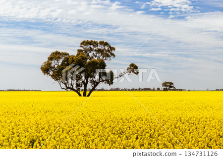 Fields of Canola in Victoria Australia Fields of Canola in Victoria Australia 134731126