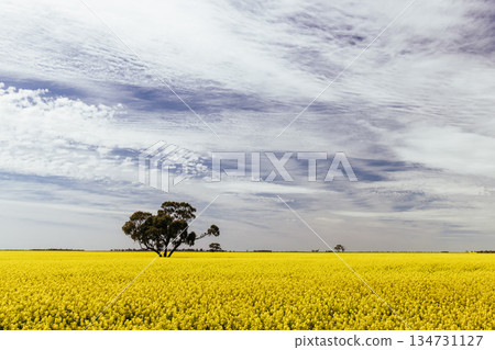 Fields of Canola in Victoria Australia 134731127
