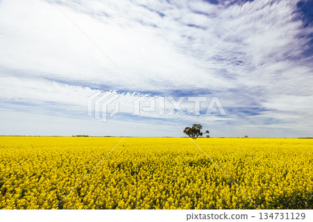 Fields of Canola in Victoria Australia Fields of Canola in Victoria Australia 134731129