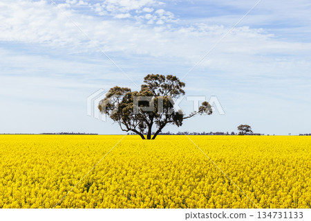 Fields of Canola in Victoria Australia Fields of Canola in Victoria Australia 134731133