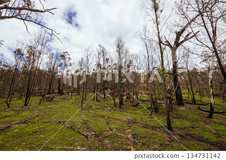 Bushfire Fire Damage in the Grampians Bushfire Fire Damage in the Grampians 134731142