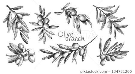 Olive branch sketch set Olive branch sketch set 134731200