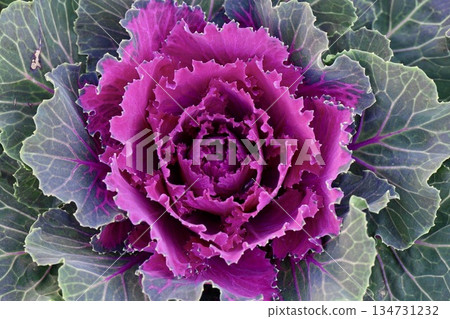 粉紅色的玫瑰狀牡丹 粉紅色的玫瑰狀牡丹 134731232
