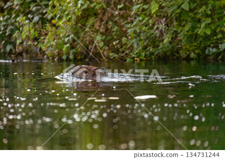 Capybara or greater capybara (Hydrochoerus hydrochaeris), North Pantanal Mato Grosso do Sul, Brazil. Brazilian wildlife. 134731244
