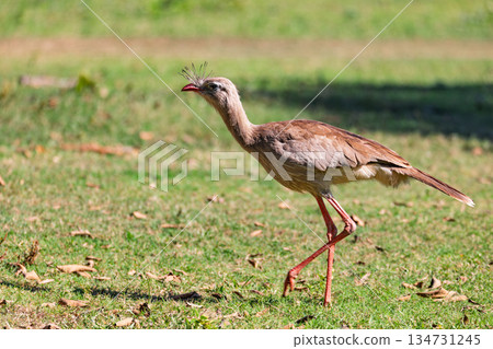 Red-legged seriema (Cariama cristata), Corumba, Pantanal Mato Grosso do Sul Brazil. Brazilian wildlife and birdwatching. Red-legged seriema (Cariama cristata), Corumba, Pantanal Mato Grosso do Sul Brazil. Brazilian wildlife and birdwatching. 134731245