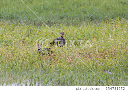 Southern screamer (Chauna torquata), Corumba, South Pantanal Mato Grosso do Sul, Brazil. Brazilian wildlife and birdwatching. 134731252