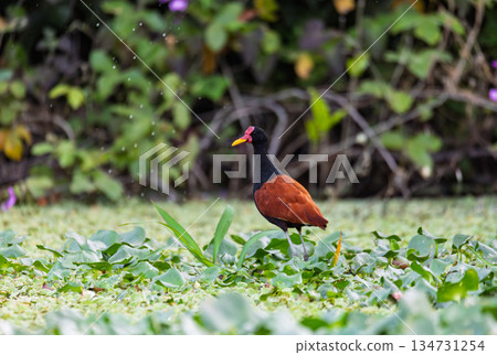 Northern Jacana (Jacana spinosa), Corumba, South Pantanal Mato Grosso do Sul, Brazil. Brazilian wildlife and birdwatching. Northern Jacana (Jacana spinosa), Corumba, South Pantanal Mato Grosso do Sul, Brazil. Brazilian wildlife and birdwatching. 134731254