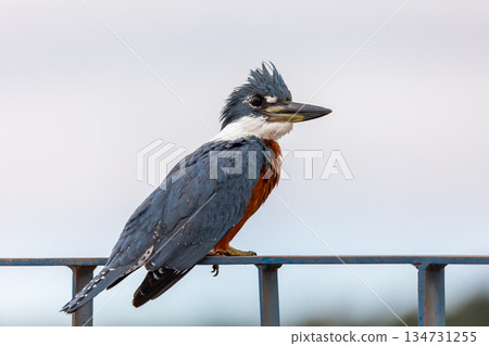 Ringed kingfisher (Megaceryle torquata), South Pantanal Mato Grosso do Sul, Brazil. Brazilian wildlife and birdwatching. Ringed kingfisher (Megaceryle torquata), South Pantanal Mato Grosso do Sul, Brazil. Brazilian wildlife and birdwatching. 134731255