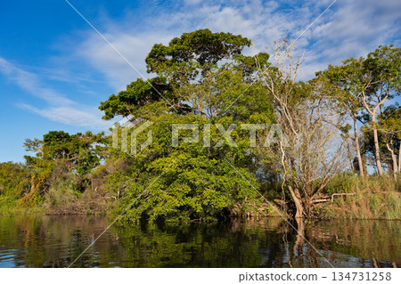 Wild untouched South Pantanal wetlands landscape. Corumba, Mato Grosso do Sul, Brazil. Brazilian nature and wilderness. 134731258