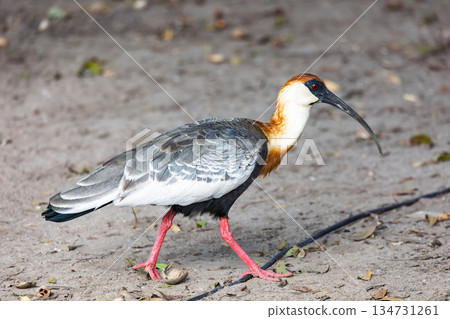 Buff-necked ibis (Theristicus caudatus), Corumba South Pantanal Mato Grosso, Brazil. Brazilian wildlife and birdwatching. Buff-necked ibis (Theristicus caudatus), Corumba South Pantanal Mato Grosso, Brazil. Brazilian wildlife and birdwatching. 134731261