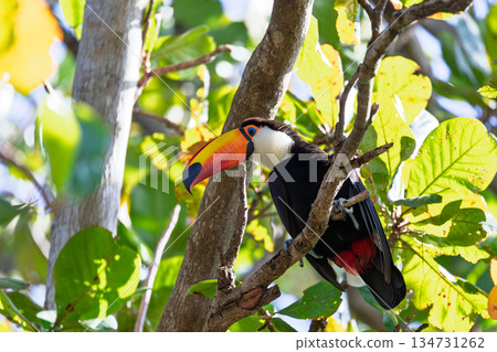 Magnificent Toco Toucan (Ramphastos toco), South Pantanal, Mato Grosso do Sul, Brazil. Brazilian wildlife and birdwatching. Magnificent Toco Toucan (Ramphastos toco), South Pantanal, Mato Grosso do Sul, Brazil. Brazilian wildlife and birdwatching. 134731262