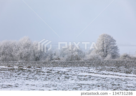 Frozen Landscape: Beech Trees Under Snow in Rural Germany Frozen Landscape: Beech Trees Under Snow in Rural Germany 134731286