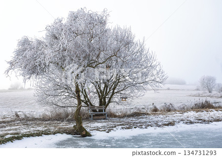 Hoarfrost Covered Weeping Willow Tree Near Frozen Water, South Moravia, Czech Republic 134731293