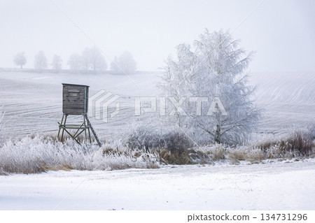 Winter Scenery with Hunting Blind near a Silver Birch Tree, South Moravia, Czech Republic 134731296