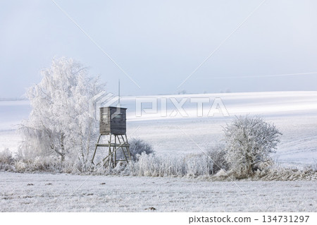 Winter Scenery with Hunting Blind near a Silver Birch Tree, South Moravia, Czech Republic 134731297