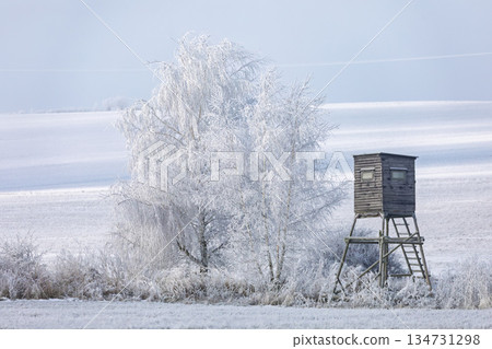 Winter Scenery with Hunting Blind near a Silver Birch Tree, South Moravia, Czech Republic 134731298