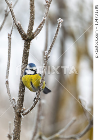 Eurasian Blue Tit (Cyanistes caeruleus) Perched on a Frosty Twig in Winter. South Moravia, Czech Republic 134731299