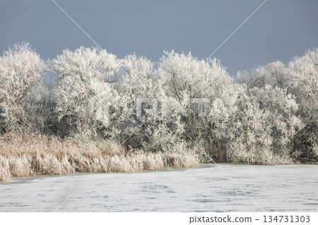 Frosty Winter Landscape with Trees and Frozen Lake, South Moravia, Czech Republic Frosty Winter Landscape with Trees and Frozen Lake, South Moravia, Czech Republic 134731303