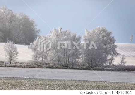 Frost-Covered Birch Trees in Winter Landscape, Europe, South Moravia, Czech Republic 134731304