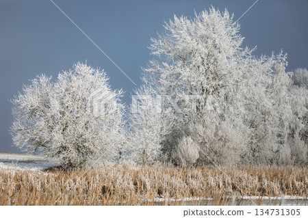 Frosted Trees in Winter Landscape, Blue Sky, South Moravia, Czech Republic 134731305