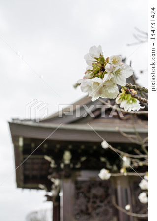 The historic building's Imperial Gate and spring cherry blossoms in the Japanese garden at Kew Gardens, a suburb of London 134731424