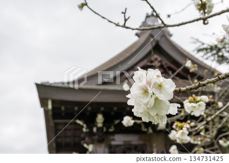 The historic building's Imperial Gate and spring cherry blossoms in the Japanese garden at Kew Gardens, a suburb of London 134731425