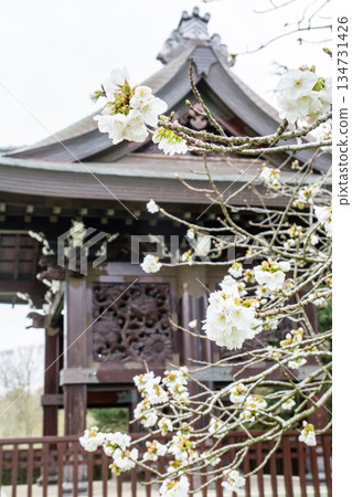 The historic building's Imperial Gate and spring cherry blossoms in the Japanese garden at Kew Gardens, a suburb of London 134731426
