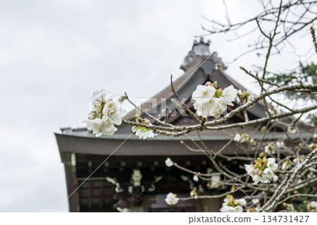 The historic building's Imperial Gate and spring cherry blossoms in the Japanese garden at Kew Gardens, a suburb of London 134731427