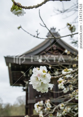 The historic building's Imperial Gate and spring cherry blossoms in the Japanese garden at Kew Gardens, a suburb of London 134731428