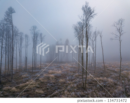 Misty forest in early winter in Highland, Vysocina, Czech Republic. Misty forest in early winter in Highland, Vysocina, Czech Republic. 134731472