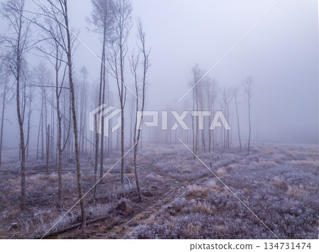 Misty Highland Winter Scene Highland, Vysocina, Czech Republic Misty Highland Winter Scene Highland, Vysocina, Czech Republic 134731474