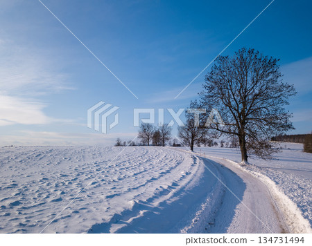 Winter Snow Path Leading to Trees Under Blue Sky, Highland, Vysocina, Czech Republic 134731494