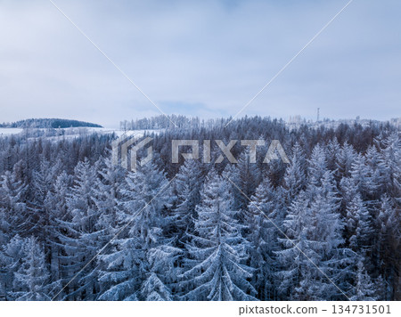 Aerial View of Frosty Spruce Forest in Highland, Vysocina, Czech Republic Aerial View of Frosty Spruce Forest in Highland, Vysocina, Czech Republic 134731501