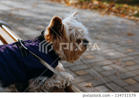 Yorkshire Terrier dog enjoying a sunny autumn day outdoors. A cute stylish dressed up Yorkie doggy, lapdog wears a purple jacket while enjoying the fall season foliage in a park setting. Pup outdoors. 134731579
